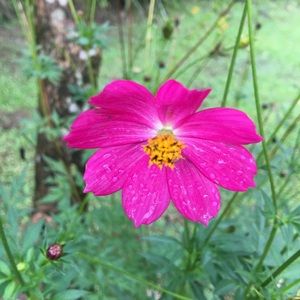 Meet your Posher, Janet